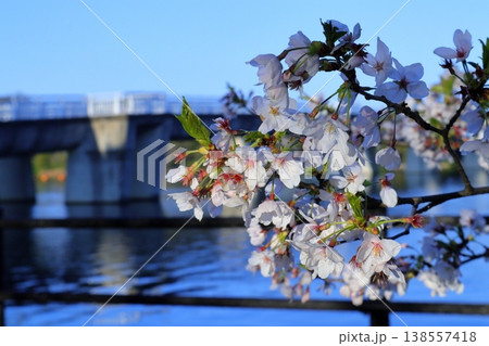 日本　さいたまの桜 138557418