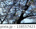 日本　さいたまの桜 138557423