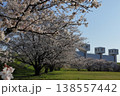 日本　さいたまの桜 138557442