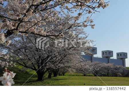 日本　さいたまの桜 138557442