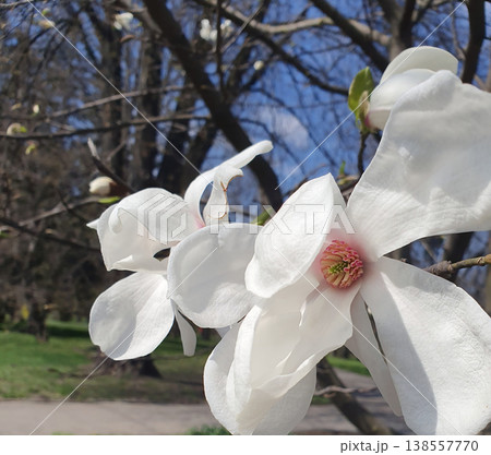 Close-up of white magnolia blooming in spring against a blue sky in the park Close-up of white magnolia blooming in spring against a blue sky in the park 138557770