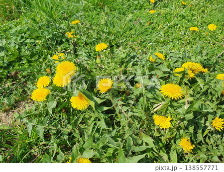 Yellow Dandelion Flowers Blooming in Green Grass Meadow Yellow Dandelion Flowers Blooming in Green Grass Meadow 138557771