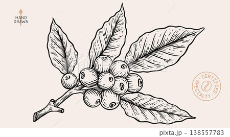 Vintage coffee branch bean plant sketch 138557783
