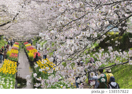 満開の桜　江川せせらぎ緑道 138557822
