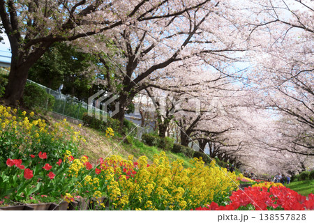 満開の桜 江川せせらぎ緑道 満開の桜 江川せせらぎ緑道 138557828