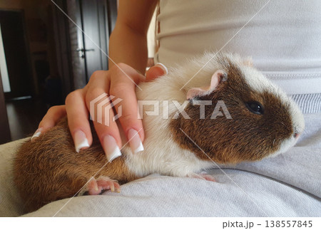 Cute guinea pig in the hands of a girl. Pet with brown and white fur, concept of animal care, tenderness and friendship 138557845