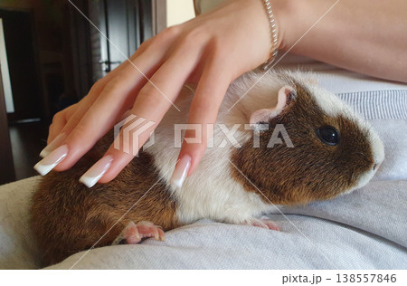 Cute guinea pig in the hands of a girl. Pet with brown and white fur, concept of animal care, tenderness and friendship Cute guinea pig in the hands of a girl. Pet with brown and white fur, concept of animal care, tenderness and friendship 138557846