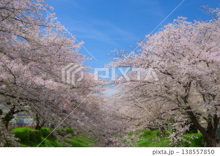 満開の桜　江川せせらぎ緑道 138557850
