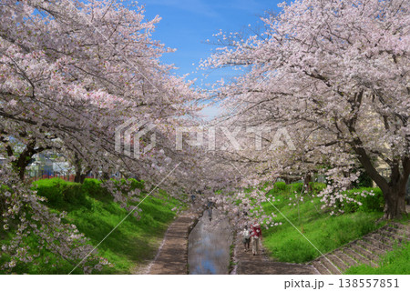 満開の桜 江川せせらぎ緑道 満開の桜 江川せせらぎ緑道 138557851