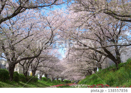 満開の桜　江川せせらぎ緑道 138557856