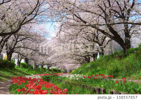 満開の桜 江川せせらぎ緑道 満開の桜 江川せせらぎ緑道 138557857