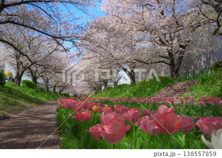 満開の桜 江川せせらぎ緑道 満開の桜 江川せせらぎ緑道 138557859