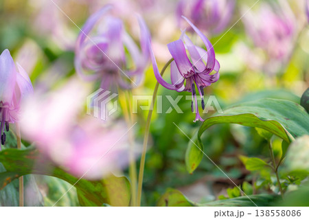 春の可児川下流域自然公園、満開のカタクリ 〈岐阜県可児市〉 138558086