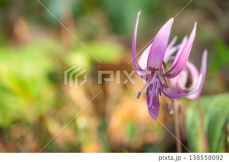 春の可児川下流域自然公園、満開のカタクリ 〈岐阜県可児市〉 138558092