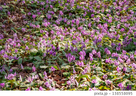 春の可児川下流域自然公園、満開のカタクリ 〈岐阜県可児市〉 138558095
