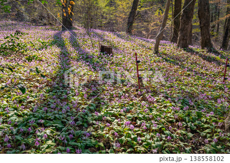 春の可児川下流域自然公園、満開のカタクリ 〈岐阜県可児市〉 138558102
