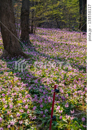 春の可児川下流域自然公園、満開のカタクリ 〈岐阜県可児市〉 138558117
