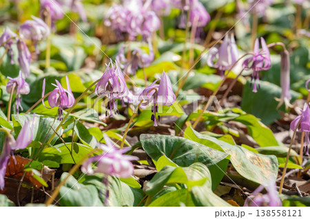 春の可児川下流域自然公園、満開のカタクリ 〈岐阜県可児市〉 138558121