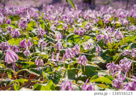 春の可児川下流域自然公園、満開のカタクリ 〈岐阜県可児市〉 138558123