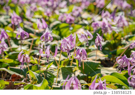 春の可児川下流域自然公園、満開のカタクリ 〈岐阜県可児市〉 138558125
