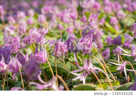 春の可児川下流域自然公園、満開のカタクリ 〈岐阜県可児市〉 138558128