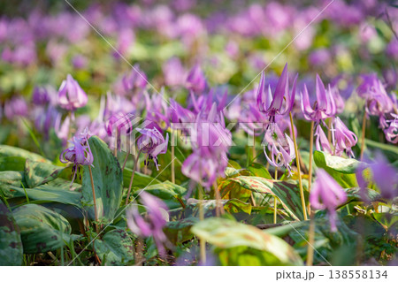 春の可児川下流域自然公園、満開のカタクリ 〈岐阜県可児市〉 138558134