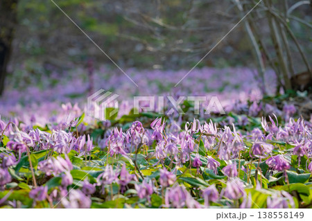 春の可児川下流域自然公園、満開のカタクリ 〈岐阜県可児市〉 138558149