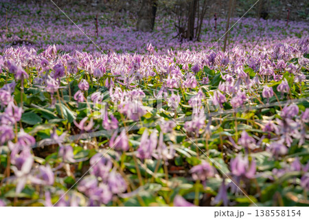 春の可児川下流域自然公園、満開のカタクリ 〈岐阜県可児市〉 138558154