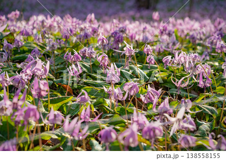 春の可児川下流域自然公園、満開のカタクリ 〈岐阜県可児市〉 138558155