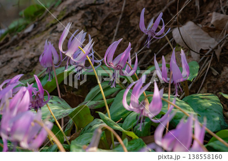 春の可児川下流域自然公園、満開のカタクリ 〈岐阜県可児市〉 138558160