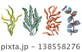 Watercolor illustration set of underwater plants, seaweed, corals. Colorful ocean flora collection. Marine biology and aquarium decoration elements. Suitable for design, prints, postcards, sea travel 138558276
