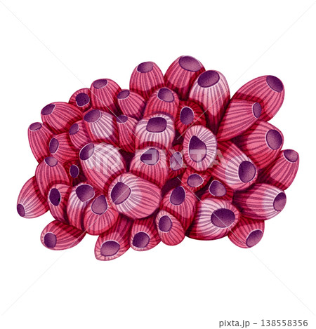 Watercolor illustration of seaweed. Underwater plant. Bright illustrations, suitable for cheerful summer designs, sea travel,  textiles, summer and children's clothing. Print for children's. 138558356