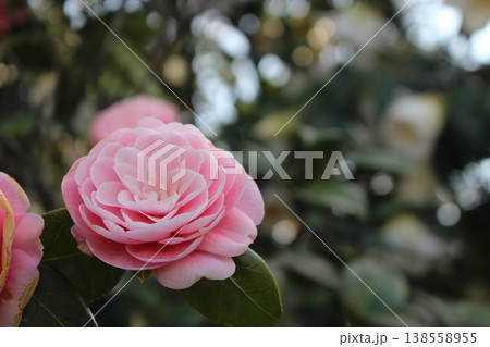冬の開花とツバキ 冬の開花とツバキ 138558955