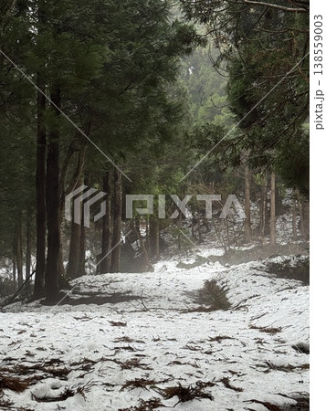 冬の森・雪の道（撮影地：グリーンパーク吉峰　※富山県立山町、撮影時期：2月） 138559003