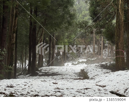 冬の森・雪の道（撮影地：グリーンパーク吉峰　※富山県立山町、撮影時期：2月） 138559004