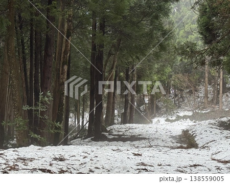 冬の森・雪の道（撮影地：グリーンパーク吉峰　※富山県立山町、撮影時期：2月） 138559005