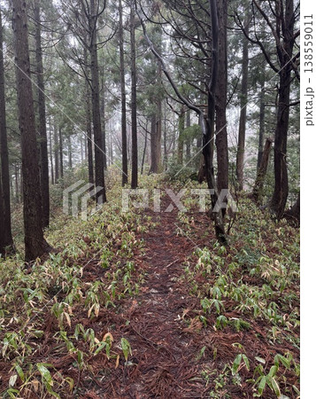 冬の森・尾根（撮影地：グリーンパーク吉峰　※富山県立山町、撮影時期：2月） 138559011