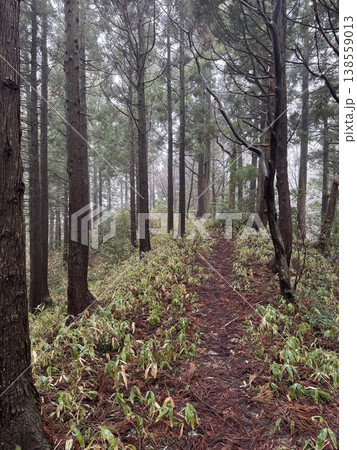 冬の森・尾根（撮影地：グリーンパーク吉峰　※富山県立山町、撮影時期：2月） 138559013