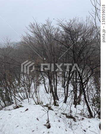 冬の森・雪原（撮影地：グリーンパーク吉峰　※富山県立山町、撮影時期：2月） 138559018