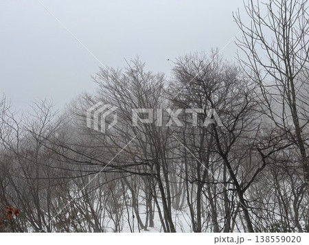 冬の森（撮影地：グリーンパーク吉峰　※富山県立山町、撮影時期：2月） 138559020