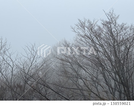 冬の森（撮影地：グリーンパーク吉峰　※富山県立山町、撮影時期：2月） 138559021
