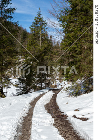 Narrow forest trail through late winter snow in Bavaria 138559270