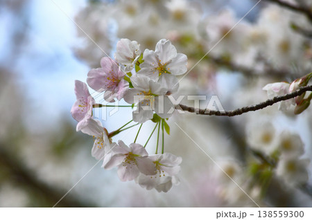 ピンクの大島桜 ピンクの大島桜 138559300
