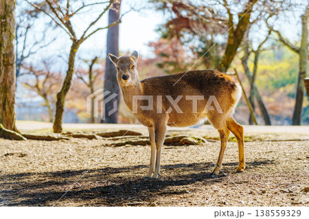 奈良観光を象徴する奈良公園の鹿 奈良観光を象徴する奈良公園の鹿 138559329