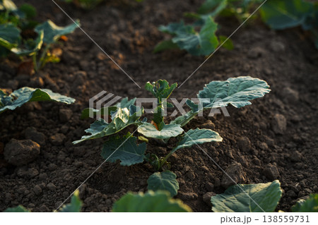 Low angle view of young rapeseed seedlings growing in agricultural soil, canola farming and sustainable crop growth concept 138559731