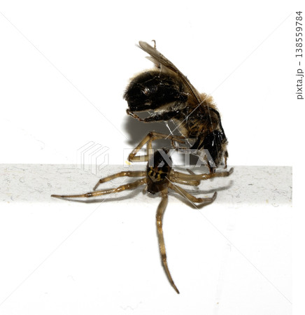 CLose up of a spider attacking and wrappig up a wasp in a web predator 138559784