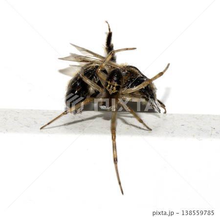 CLose up of a spider attacking and wrappig up a wasp in a web predator CLose up of a spider attacking and wrappig up a wasp in a web predator 138559785