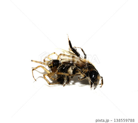CLose up of a spider attacking and wrappig up a wasp in a web predator 138559788