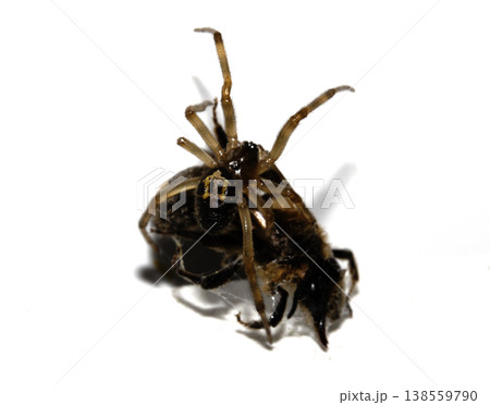 CLose up of a spider attacking and wrappig up a wasp in a web predator 138559790