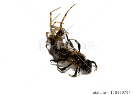 CLose up of a spider attacking and wrappig up a wasp in a web predator CLose up of a spider attacking and wrappig up a wasp in a web predator 138559794